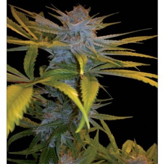 Exodus Kush 6 u. fem. DNA Genetics