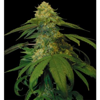 Holy Grail Kush fem. DNA Genetics