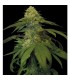 Holy Grail Kush 6 u. fem. DNA Genetics