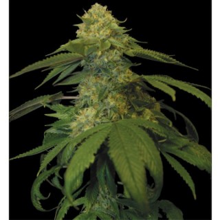 Holy Grail Kush 6 u. fem. DNA Genetics