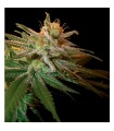 Kushberry fem. DNA Genetics