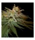 Kushberry  6 u. fem. DNA Genetics