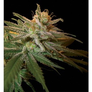 Kushberry  6 u. fem. DNA Genetics