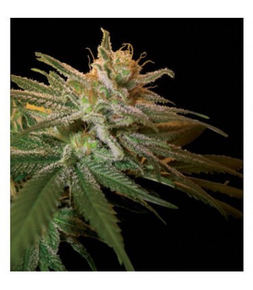 Kushberry  6 u. fem. DNA Genetics