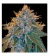 Kosher Kush 6 u. fem. Reserva Privada DNA Genetics