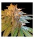 La Confidential fem. DNA Genetics