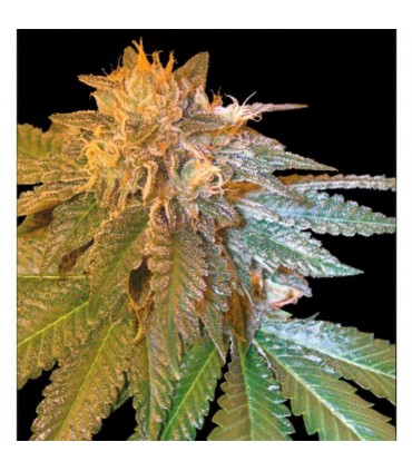 La Confidential fem. DNA Genetics