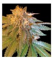 La Confidential fem. DNA Genetics