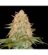 LA Chocolat fem. DNA Genetics