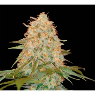 LA Chocolat fem. DNA Genetics