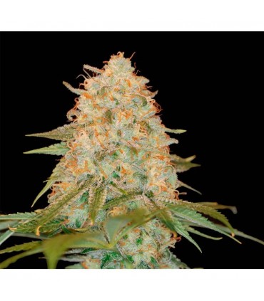 LA Chocolat fem. DNA Genetics