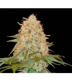 LA Chocolat fem. DNA Genetics