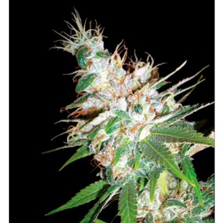 La Woman 6 u. fem. DNA Genetics