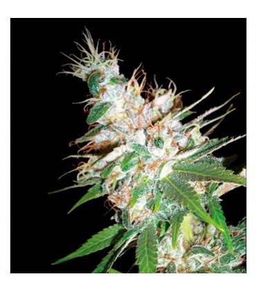 La Woman 6 u. fem. DNA Genetics