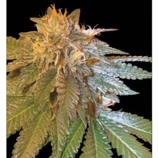 La Confidential 6 u. fem. DNA Genetics