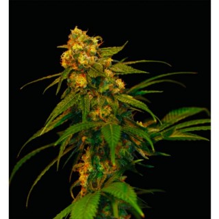 Lemon OG Kush 6 u. fem. DNA Genetics