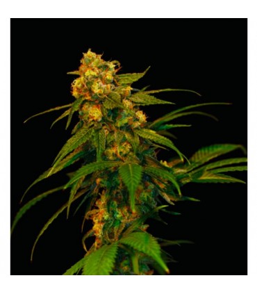 Lemon OG Kush 6 u. fem. DNA Genetics