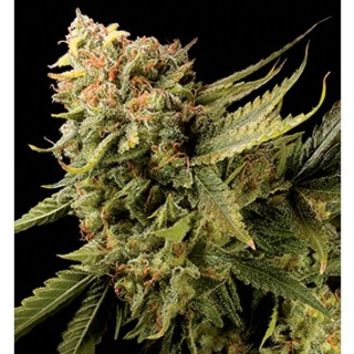 Lemon Skunk 6 u. fem. DNA Genetics