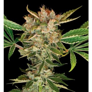 Martian Kush fem. DNA Genetics