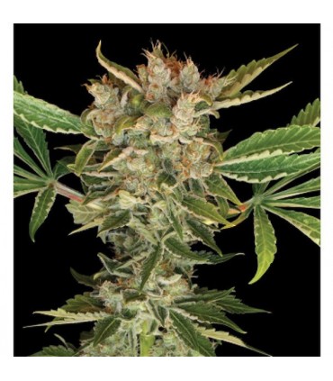 Martian Kush 6 u. fem. DNA Genetics