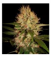 Martian Mean Green fem. DNA Genetics