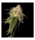 Og Kush 6 u. fem. Reserva Privada. DNA Genetic