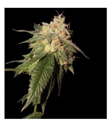 Og Kush 6 u. fem. Reserva Privada. DNA Genetic
