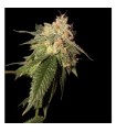Og Kush 6 u. fem. Reserva Privada. DNA Genetic
