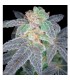 Purple OG N18 6 u. fem. DNA Genetics AGOTADA EN ORIGEN