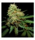 RKS fem. Reserva Privada. DNA Genetics