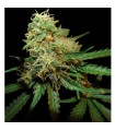 RKS fem. Reserva Privada. DNA Genetics