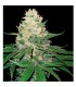 Rocklock fem. GYO DNA Genetics