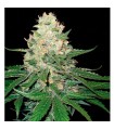 Rocklock fem. GYO DNA Genetics