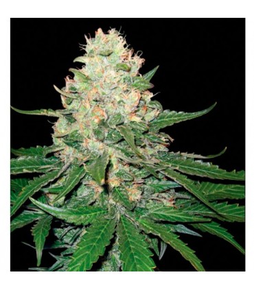 Rocklock 6 u. fem.  GYO DNA Genetics