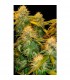Reserva Privada Mix Pack fem. DNA Genetics