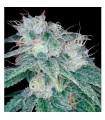 Sour Diesel Reserva Privada. fem. DNA Genetics