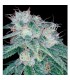 Sour Diesel 6 u. fem. Reserva Privada. DNA Genetics