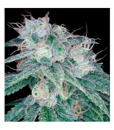 Sour Diesel 6 u. fem. Reserva Privada. DNA Genetics