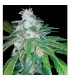 Silver Kush fem. Reserva Privada. DNA Genetics
