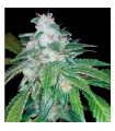 Silver Kush fem. Reserva Privada. DNA Genetics