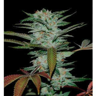 Sour Kush fem. Reserva Privada. DNA Genetics
