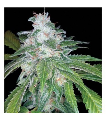 Silver Kush 6 u. Reserva Privada fem. DNA Genetics