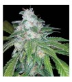 Silver Kush 6 u. Reserva Privada fem. DNA Genetics
