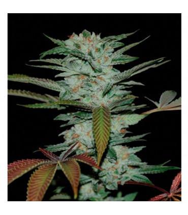 Sour Kush 6 u. Reserva Privada fem. DNA Genetics