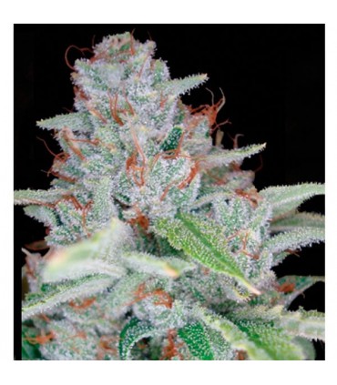Skywalker Kush 6 u. fem.  Reserva Privada. DNA Genetics