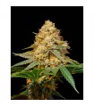 Silver LA fem. DNA Genetics