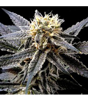 Strawberry Banana. Reserva Privada. DNA Genetics
