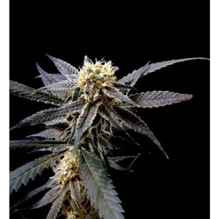 Strawberry Banana. 6 u. Reserva Privada. DNA Genetics