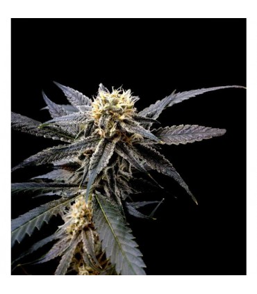 Strawberry Banana. 6 u. Reserva Privada. DNA Genetics