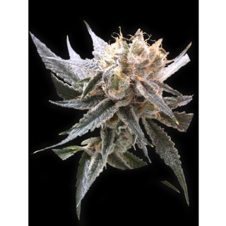 Sour Tangie fem. Reserva Privada DNA Genetics (Agotada en Origen)